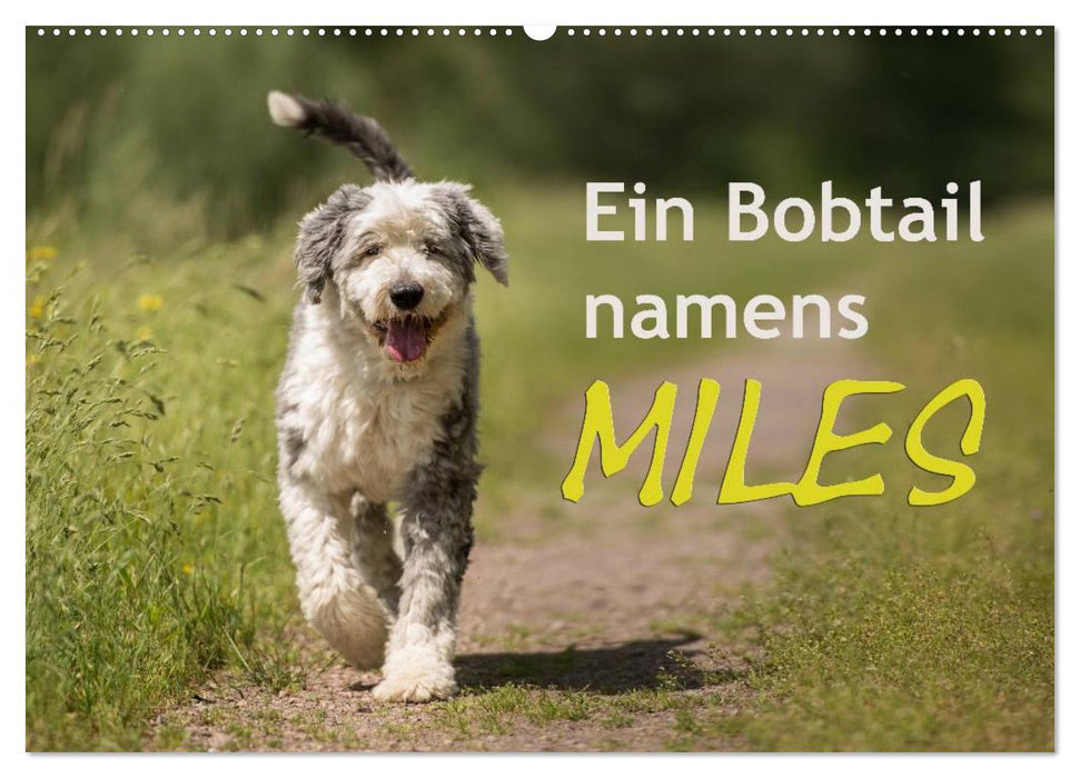 Ein Bobtail namens Miles (CALVENDO Wandkalender 2025)