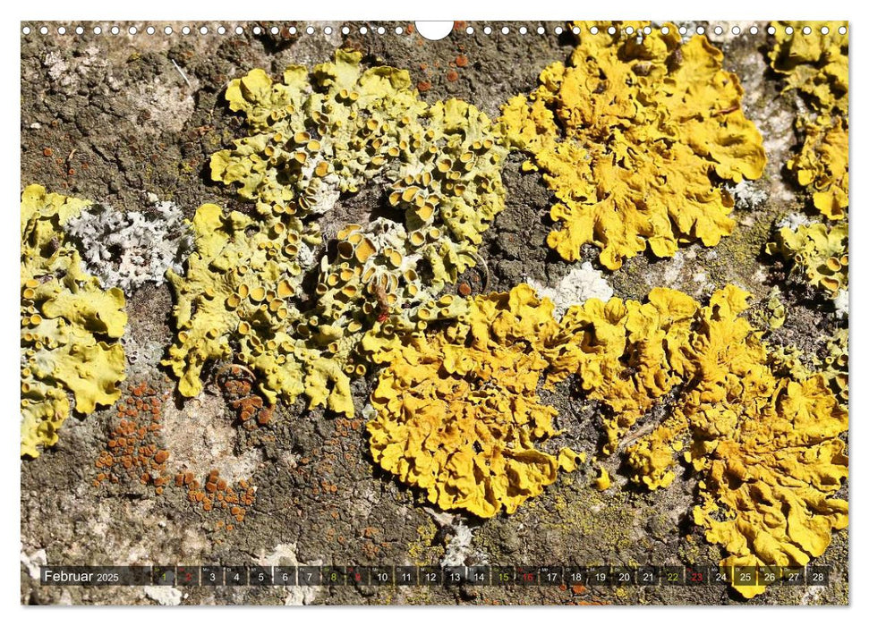 Krustenflechten - Pioniere auf Fels (CALVENDO Wandkalender 2025)