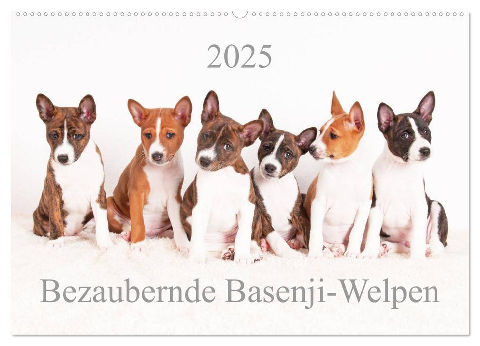 Bezaubernde Basenji-Welpen (CALVENDO Wandkalender 2025)