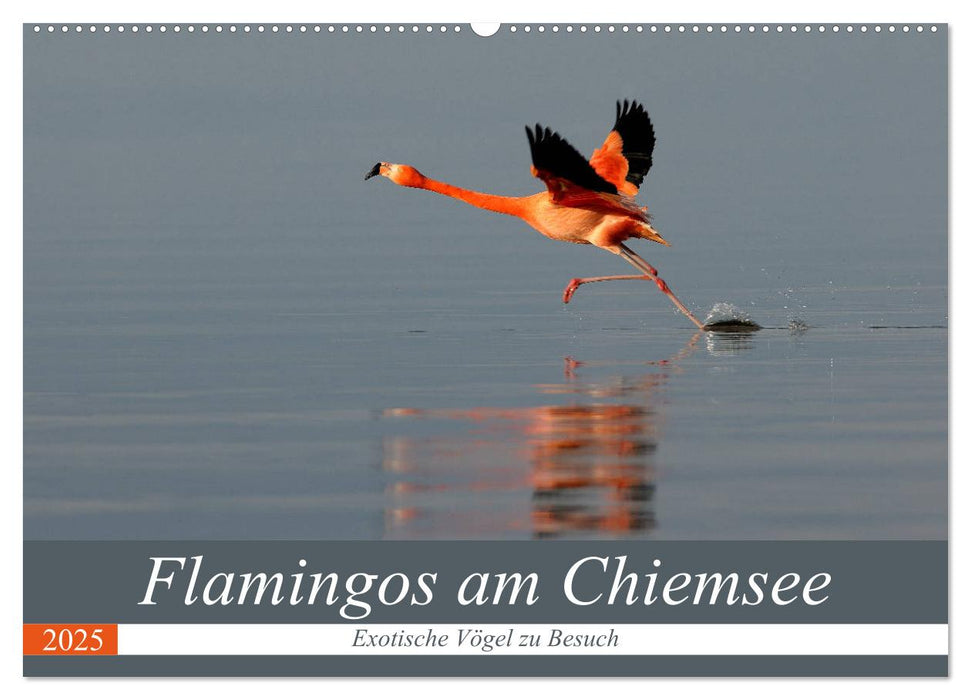 Flamingos am Chiemsee (CALVENDO Wandkalender 2025)