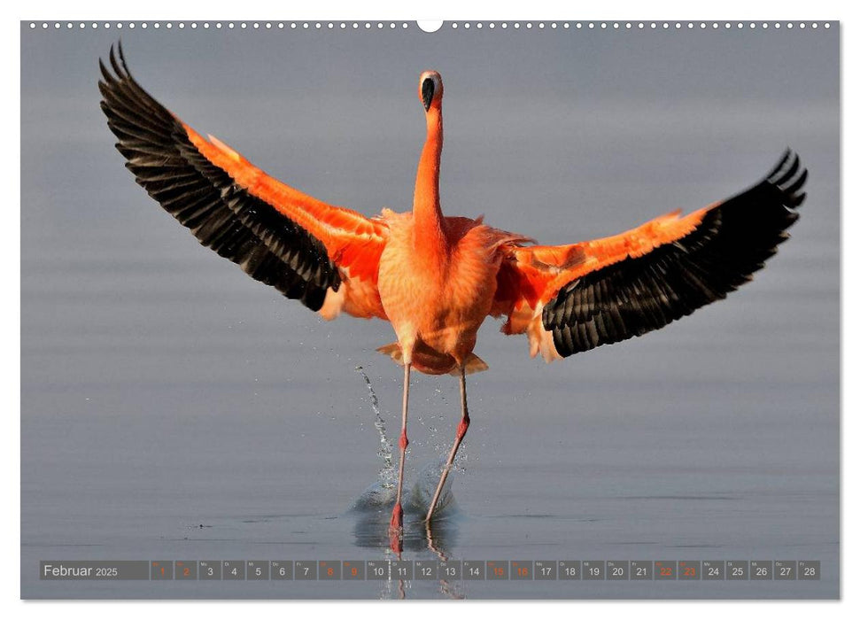 Flamingos am Chiemsee (CALVENDO Wandkalender 2025)