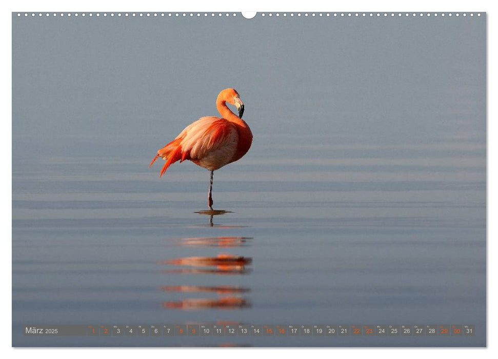 Flamingos am Chiemsee (CALVENDO Wandkalender 2025)