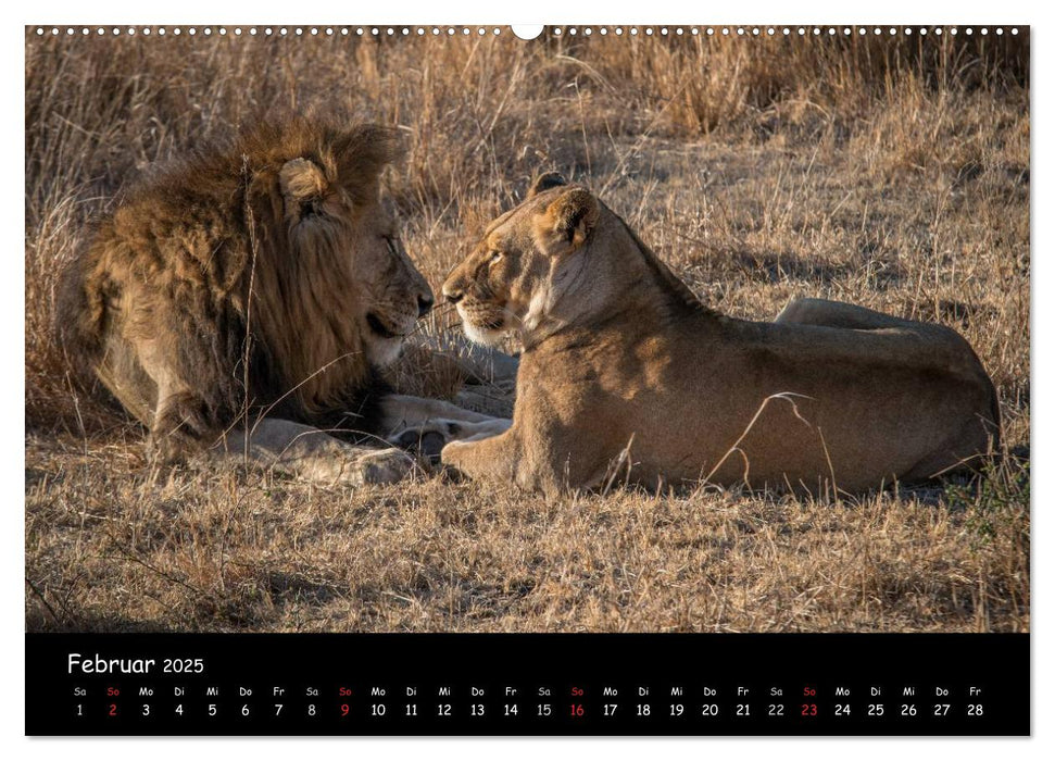 Tier-Momente in Afrika (CALVENDO Wandkalender 2025)