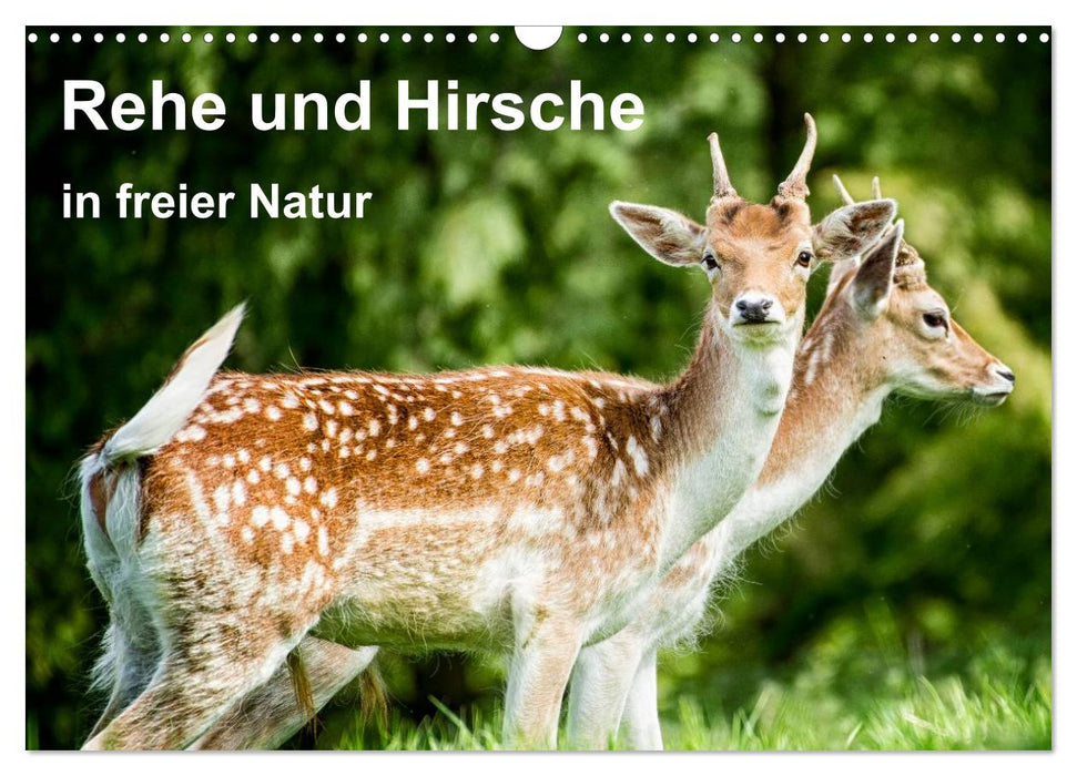 Rehe und Hirsche in freier Natur (CALVENDO Wandkalender 2025)