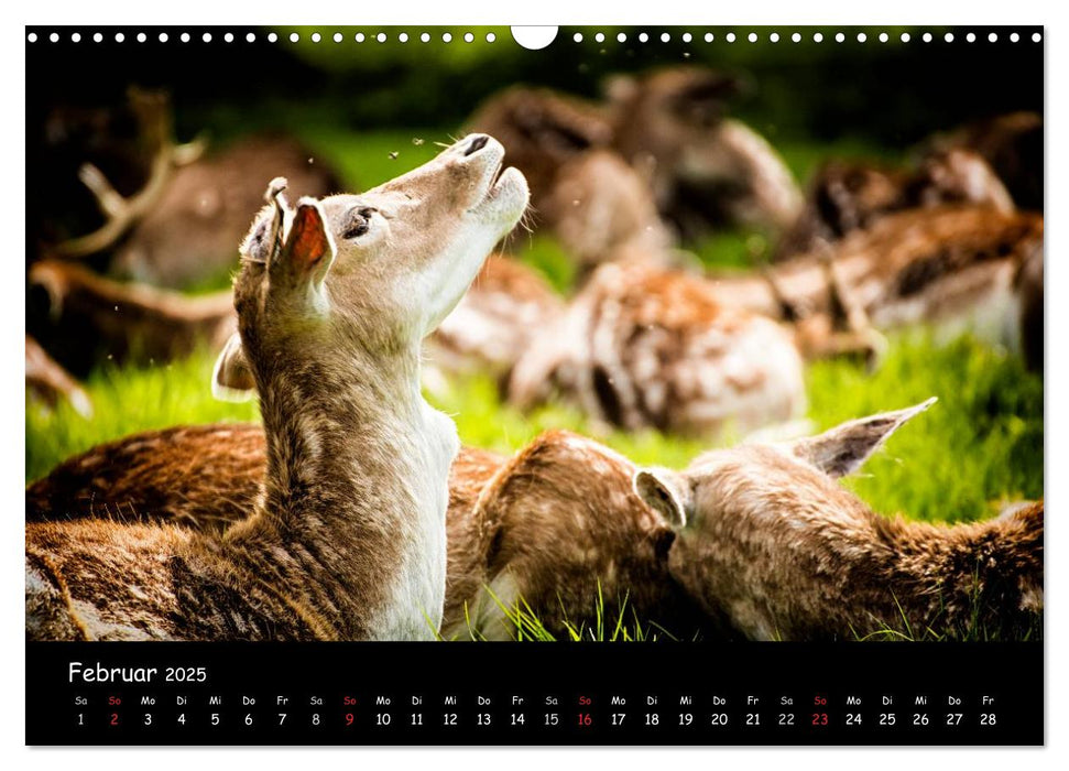 Rehe und Hirsche in freier Natur (CALVENDO Wandkalender 2025)