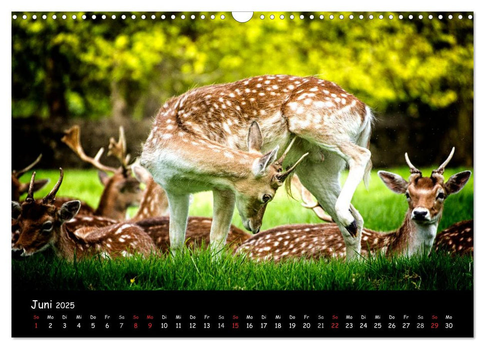 Rehe und Hirsche in freier Natur (CALVENDO Wandkalender 2025)