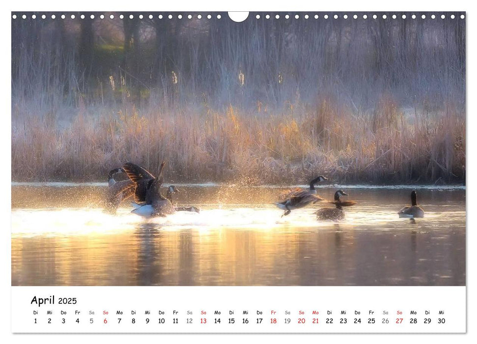 Morgendliche Stimmungen in Nordhessen (CALVENDO Wandkalender 2025)