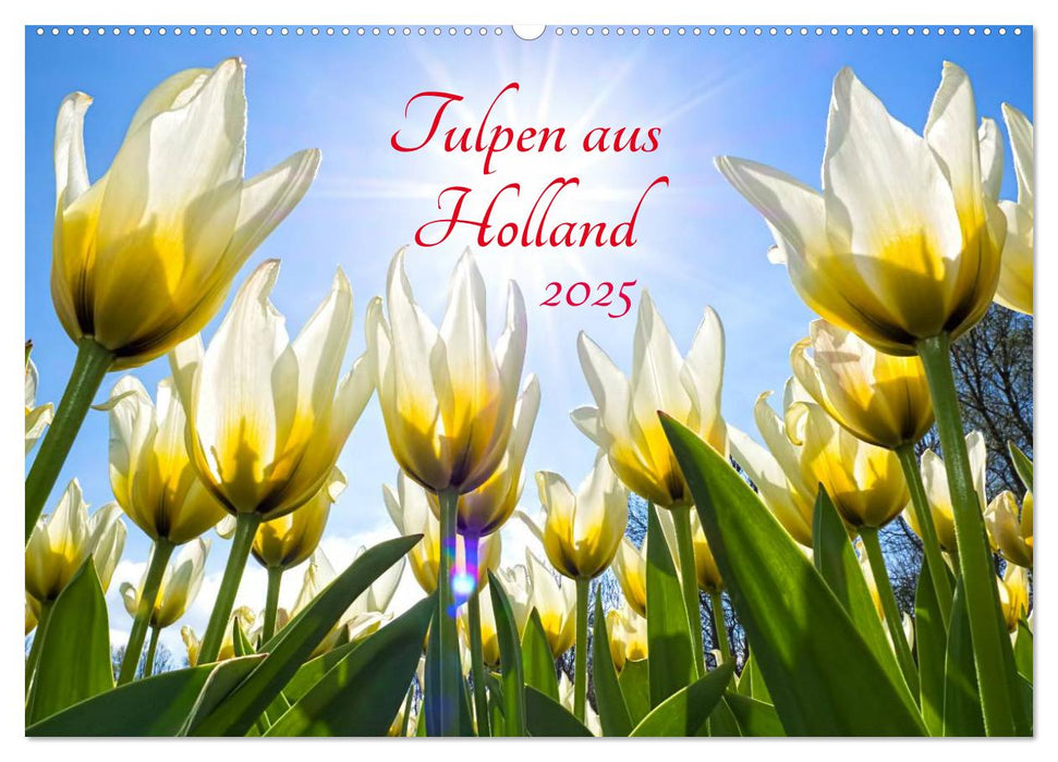 Tulpen aus Holland (CALVENDO Wandkalender 2025)