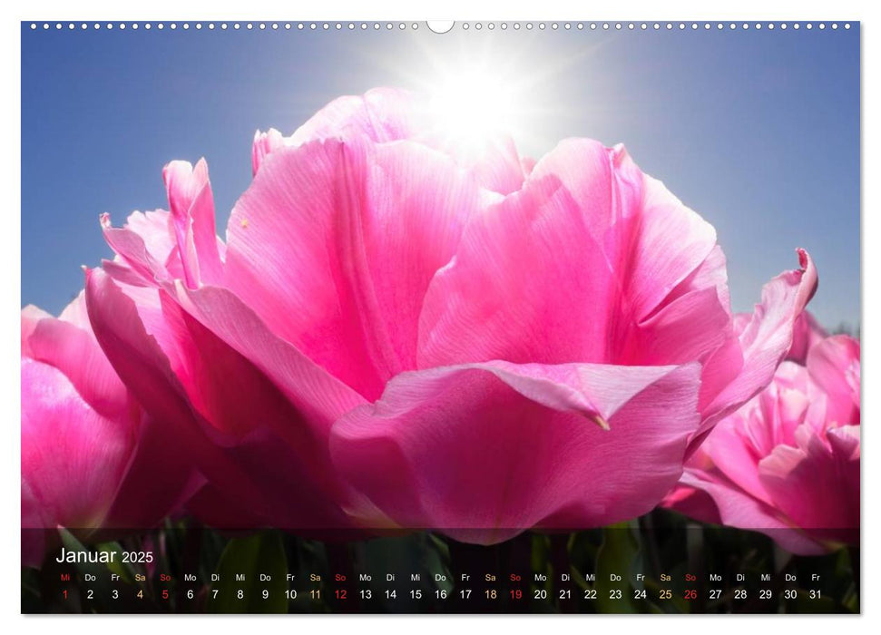 Tulpen aus Holland (CALVENDO Wandkalender 2025)