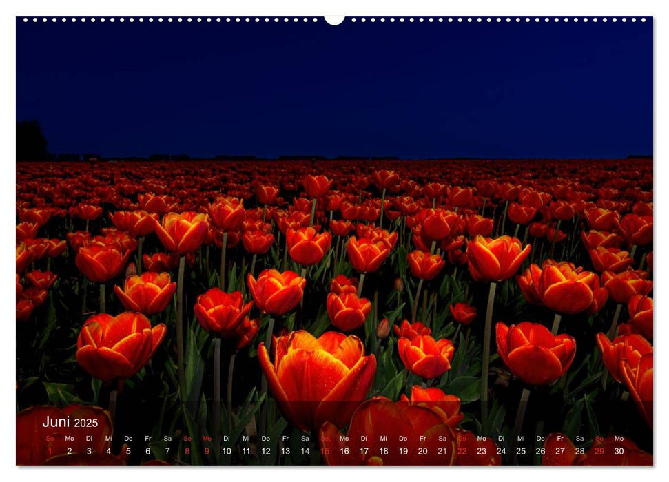 Tulpen aus Holland (CALVENDO Wandkalender 2025)