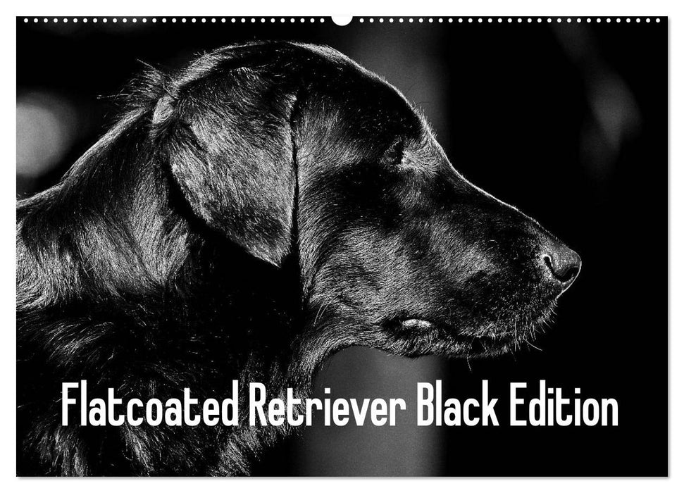 Flatcoated Retriever Black Edition (CALVENDO Wandkalender 2025)