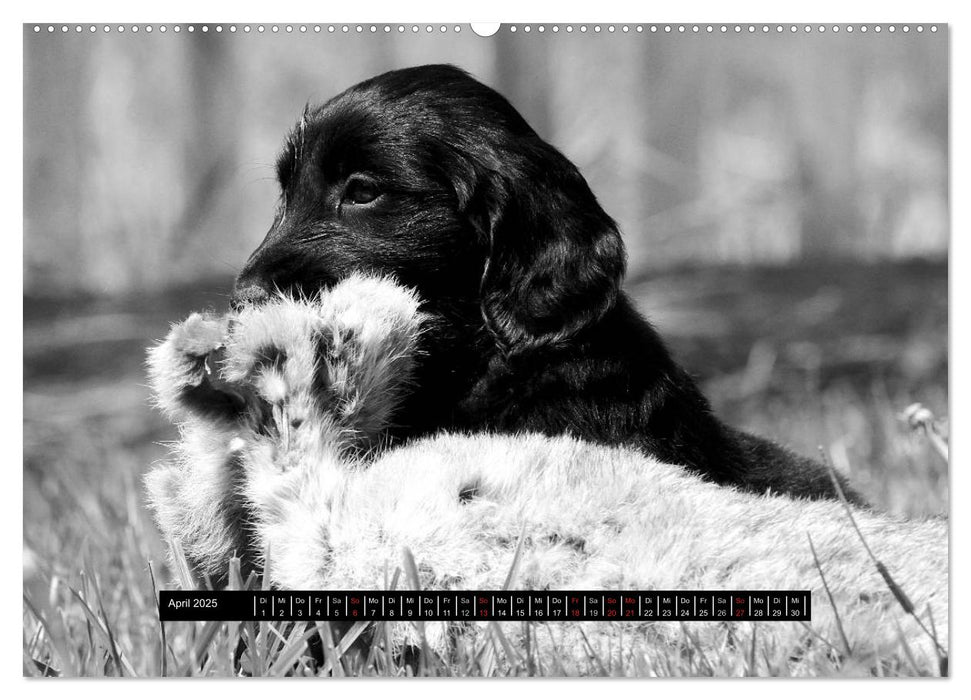 Flatcoated Retriever Black Edition (CALVENDO Wandkalender 2025)