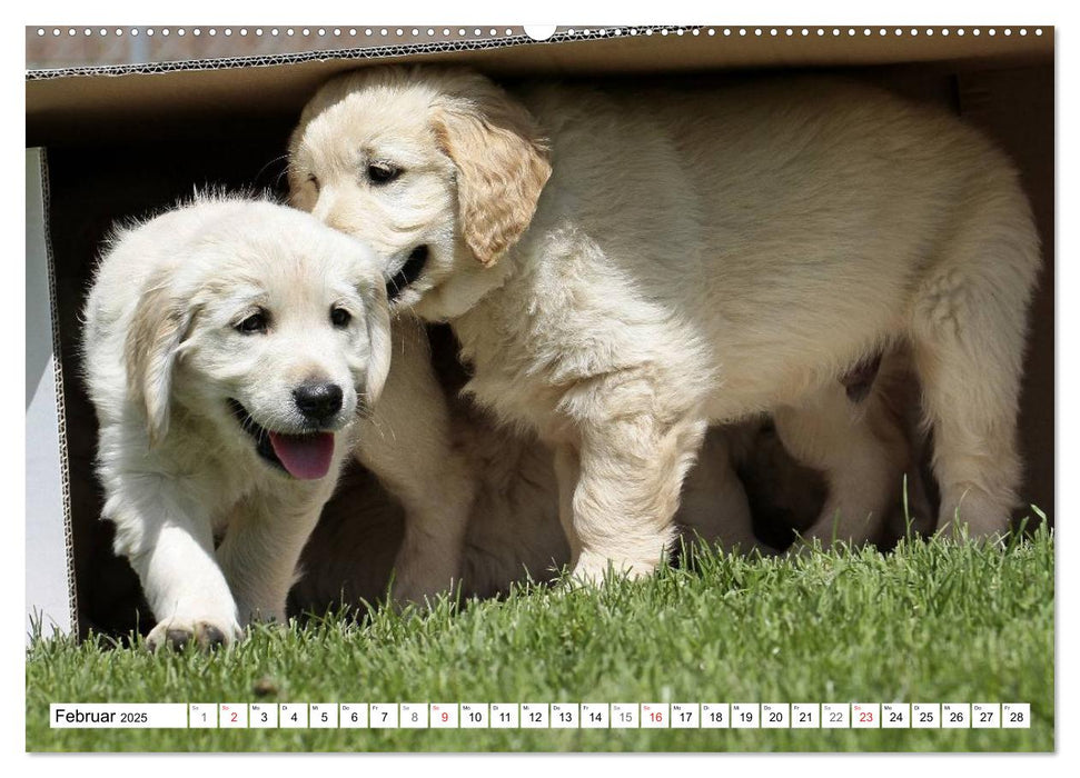 Hundekinder vom Land (CALVENDO Wandkalender 2025)