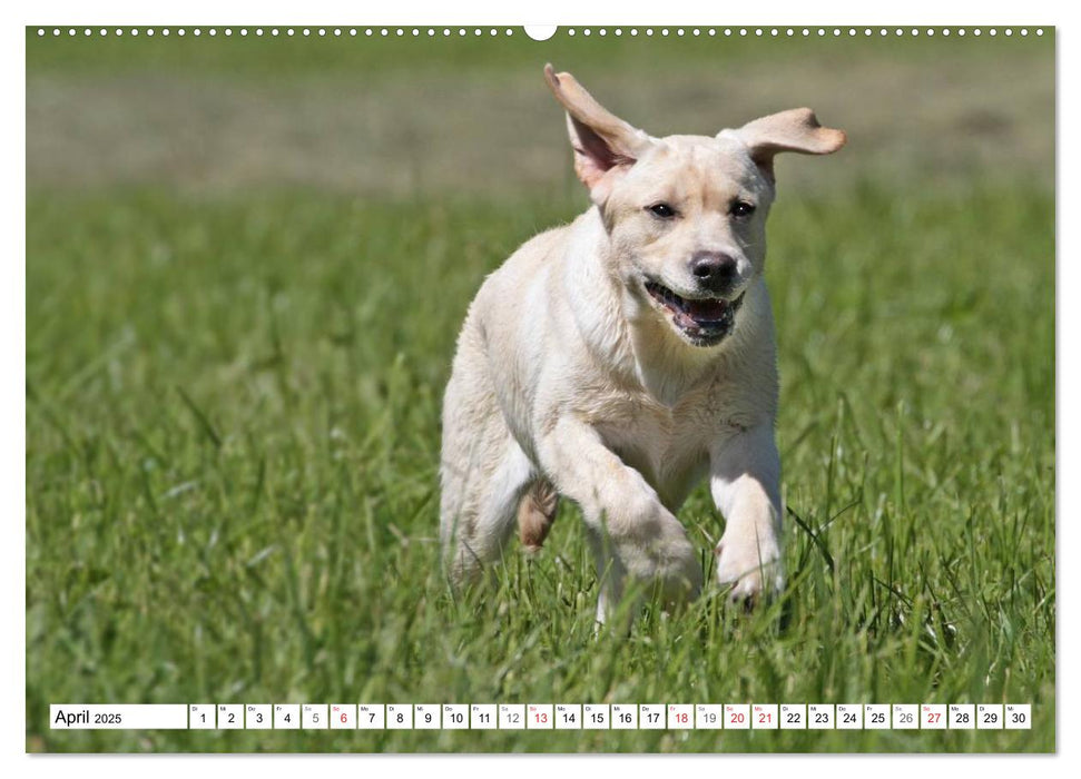 Hundekinder vom Land (CALVENDO Wandkalender 2025)