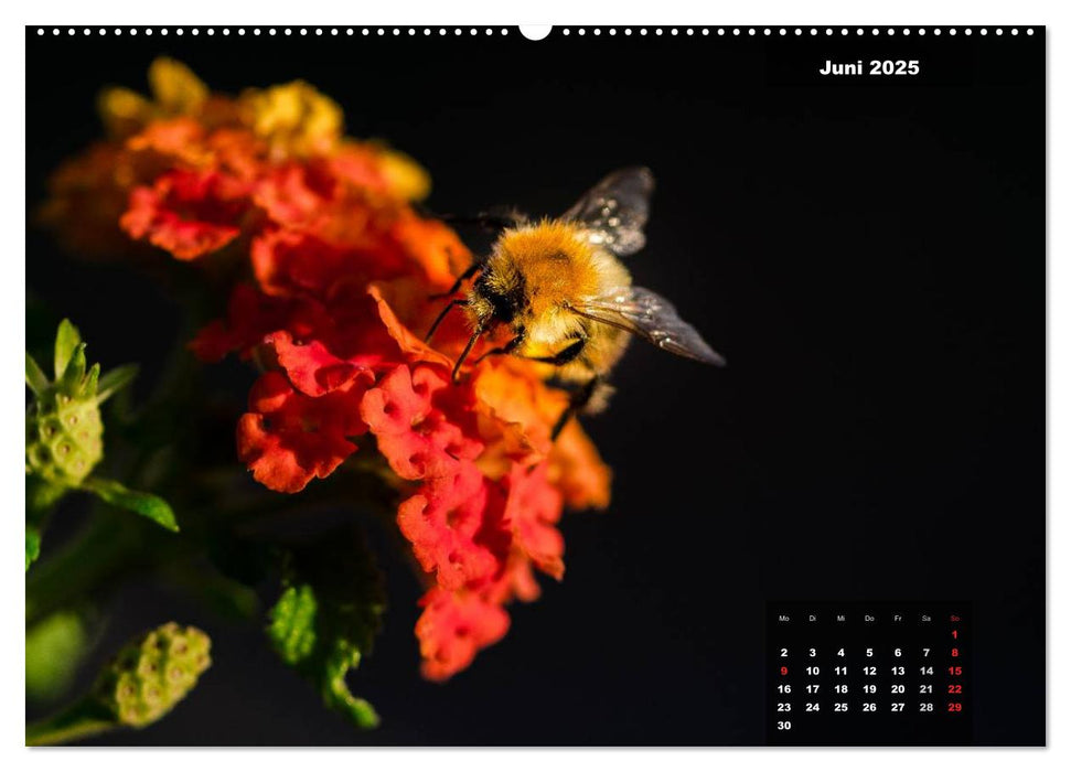Der Natur auf der Spur - Makro-Fotografien der besonderen Art (CALVENDO Wandkalender 2025)