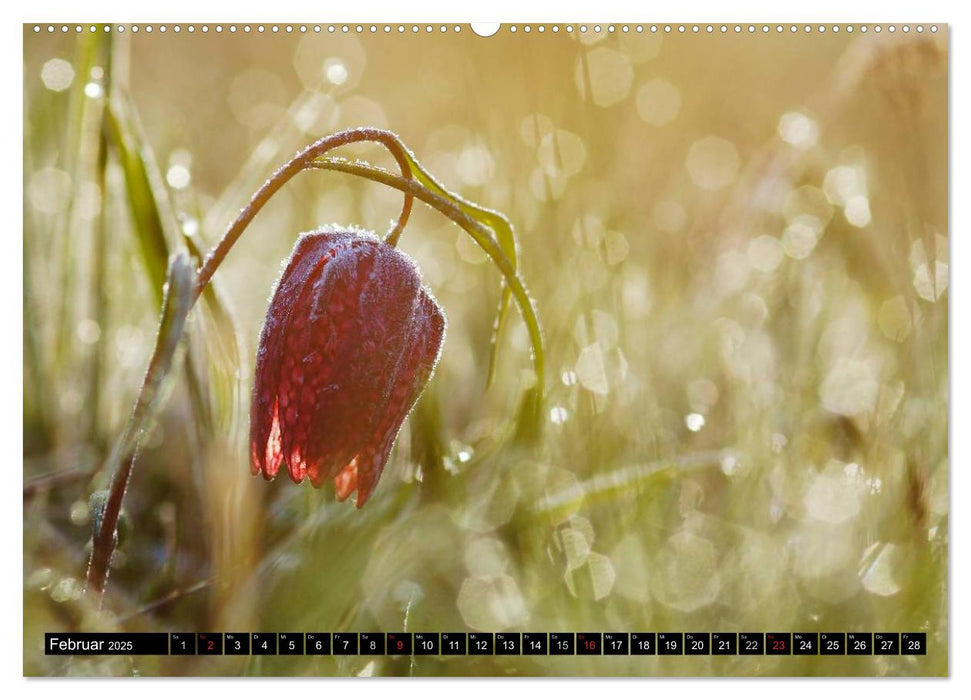 Die Schachbrettblume (CALVENDO Wandkalender 2025)