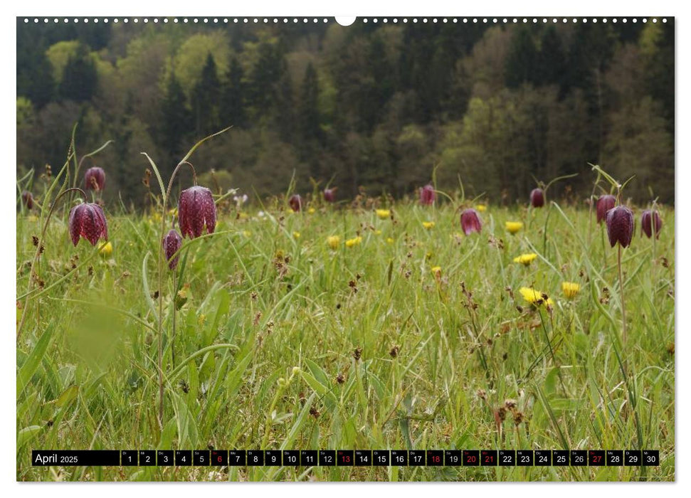 Die Schachbrettblume (CALVENDO Wandkalender 2025)