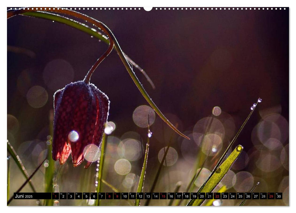 Die Schachbrettblume (CALVENDO Wandkalender 2025)