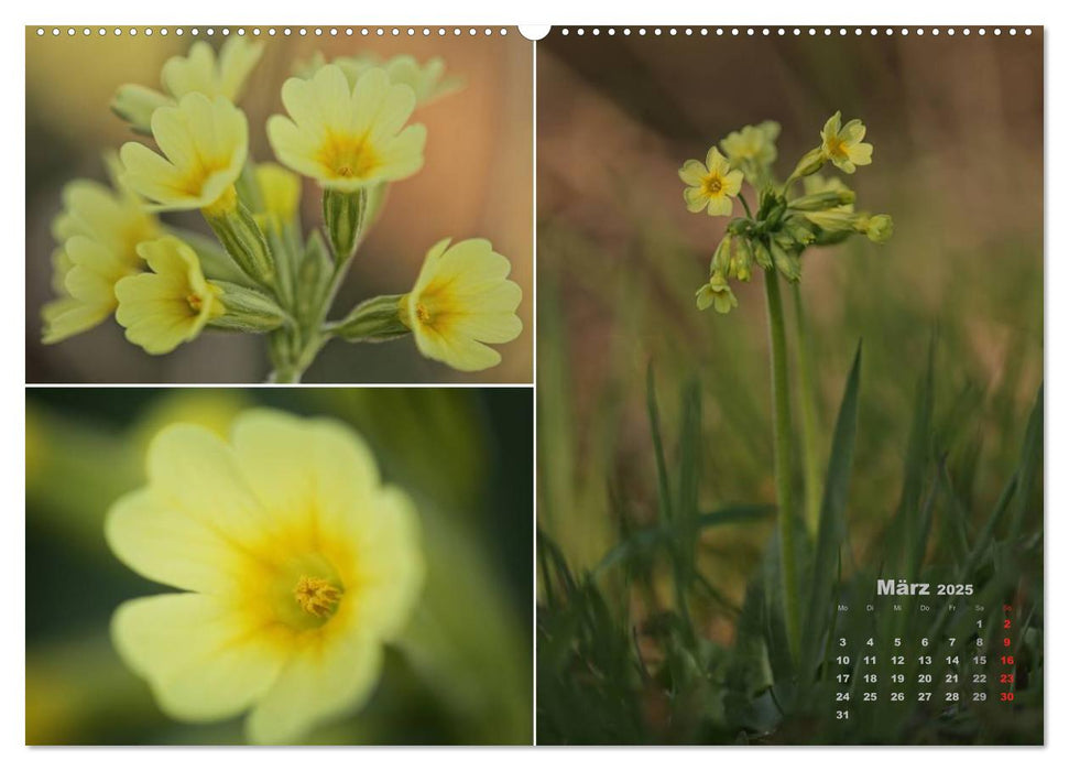 Blumenreise 2025 (CALVENDO Wandkalender 2025)