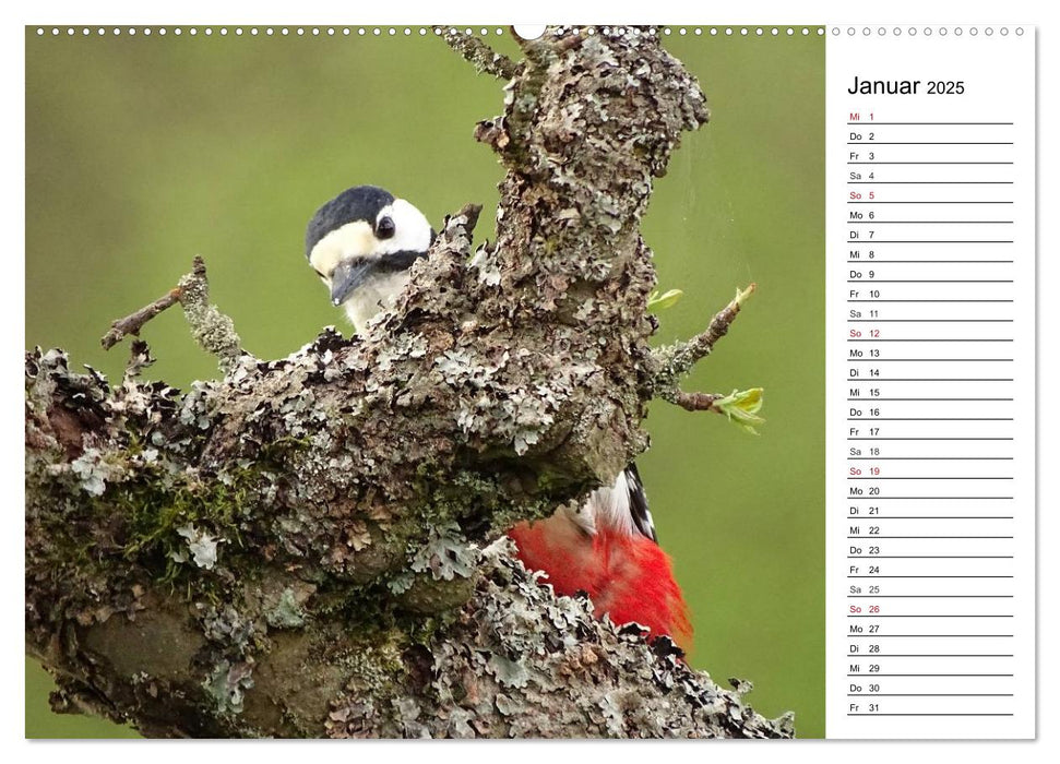 Der frühe Vogel ... erinnert Dich (CALVENDO Wandkalender 2025)