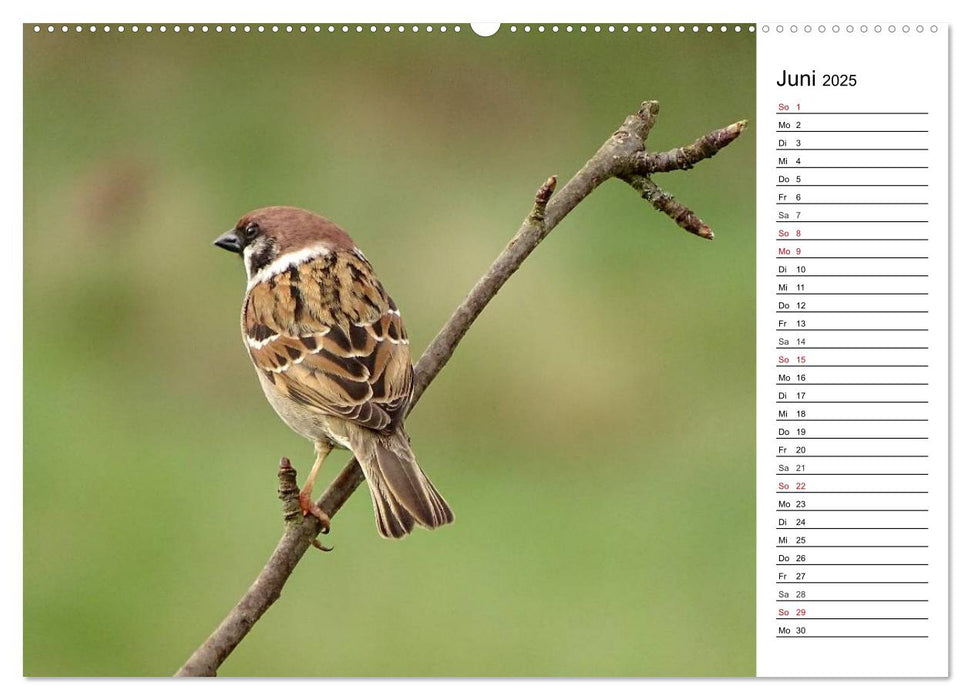 Der frühe Vogel ... erinnert Dich (CALVENDO Wandkalender 2025)