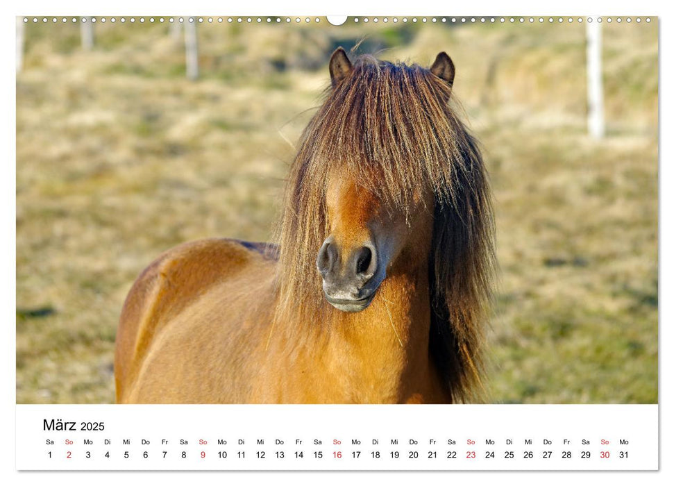 Die Pferde Islands - Ein Streifzug durch Island (CALVENDO Wandkalender 2025)