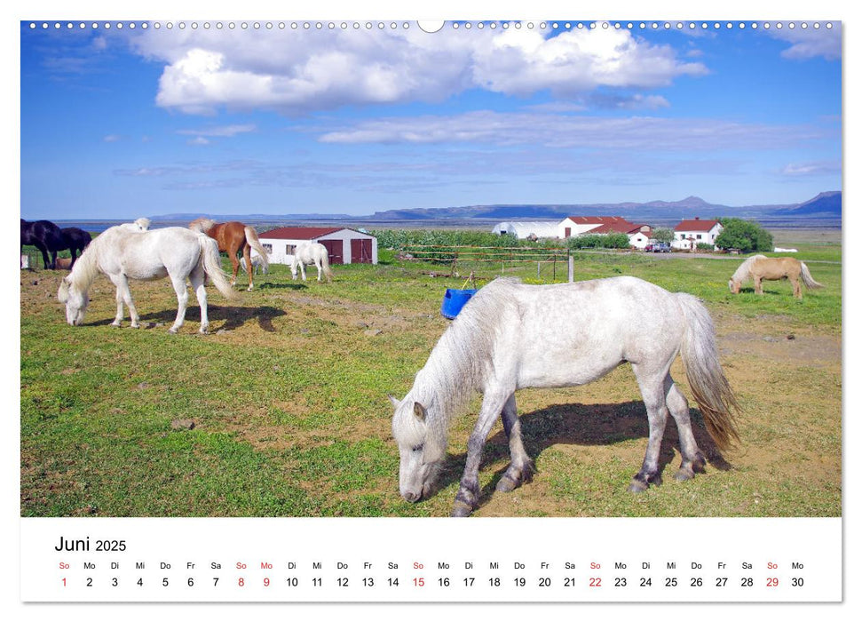 Die Pferde Islands - Ein Streifzug durch Island (CALVENDO Wandkalender 2025)