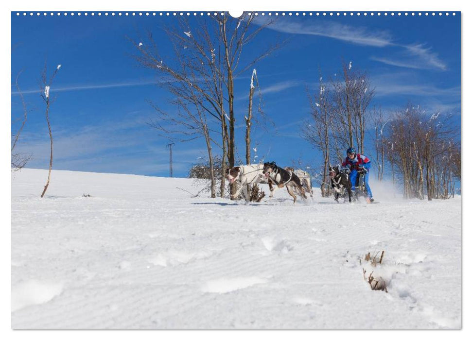 Schlittenhundesport (CALVENDO Wandkalender 2025)