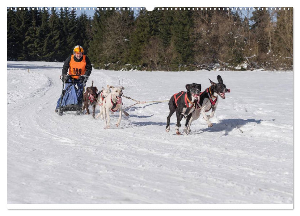 Schlittenhundesport (CALVENDO Wandkalender 2025)