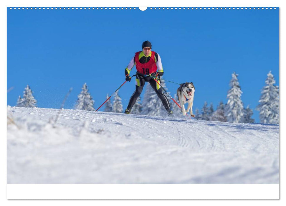 Schlittenhundesport (CALVENDO Wandkalender 2025)