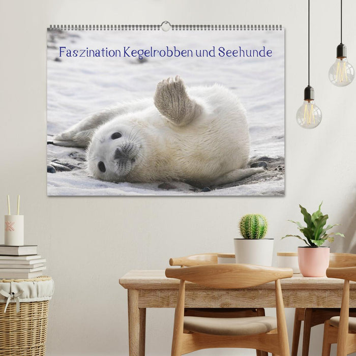 Faszination Kegelrobben und Seehunde 2025 (CALVENDO Wandkalender 2025)