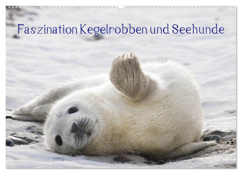 Faszination Kegelrobben und Seehunde 2025 (CALVENDO Wandkalender 2025)