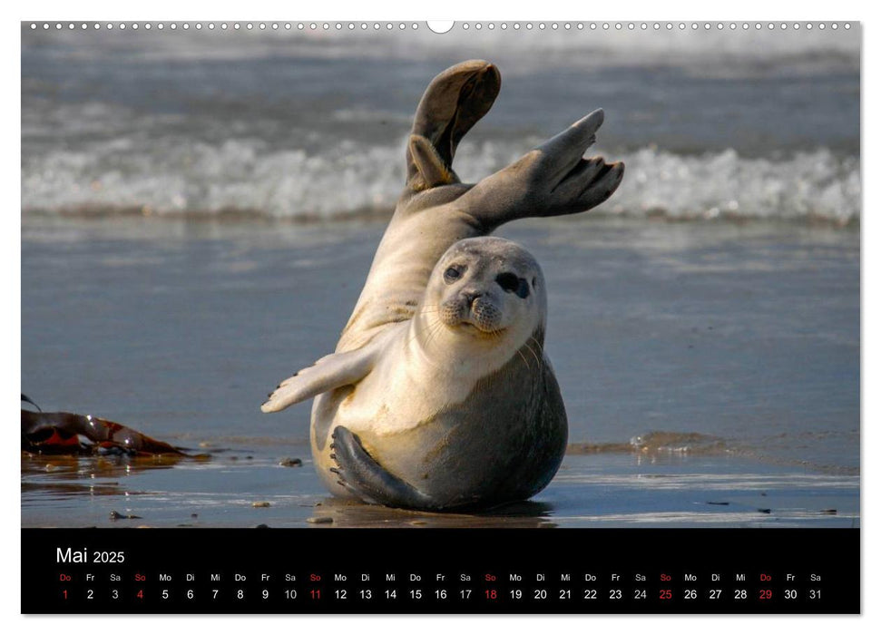 Faszination Kegelrobben und Seehunde 2025 (CALVENDO Wandkalender 2025)