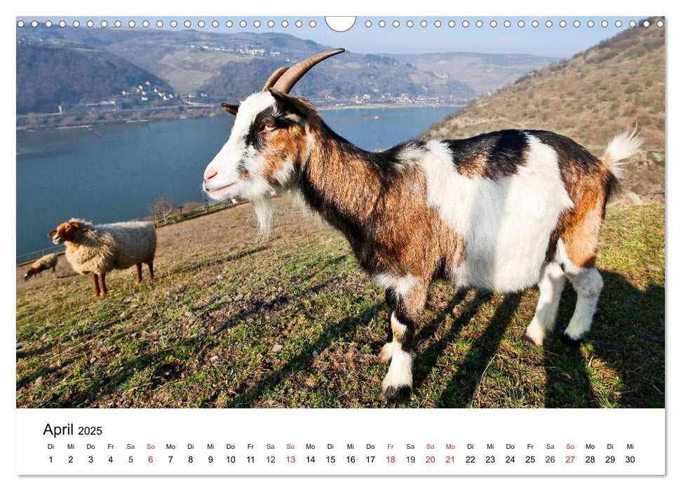 Rhein und Burgen (CALVENDO Wandkalender 2025)