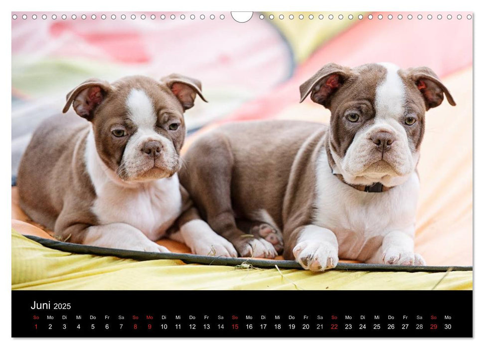 Colored Boston Terrier 2025 (CALVENDO Wandkalender 2025)