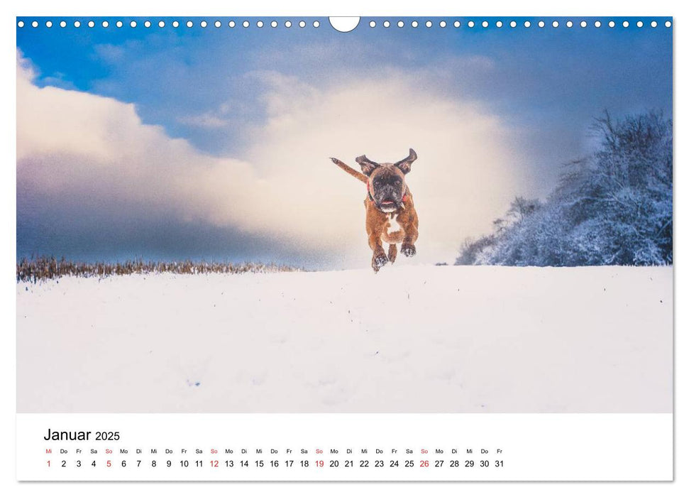 Deutscher Boxer (CALVENDO Wandkalender 2025)