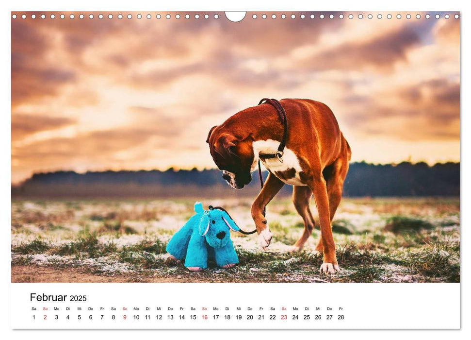 Deutscher Boxer (CALVENDO Wandkalender 2025)