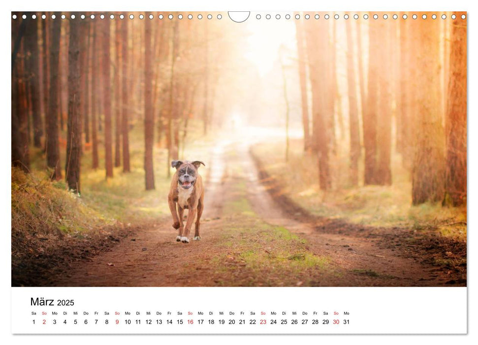 Deutscher Boxer (CALVENDO Wandkalender 2025)