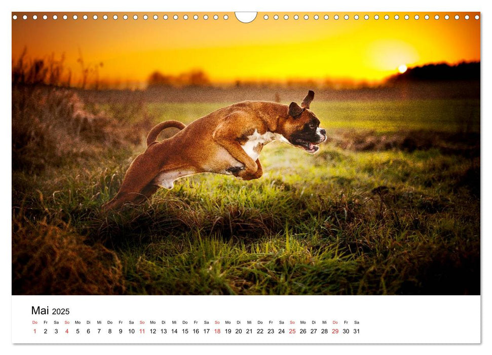 Deutscher Boxer (CALVENDO Wandkalender 2025)