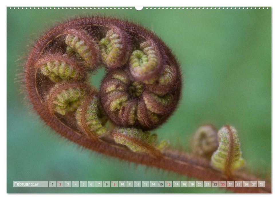 Neuseeland - Wilde Wälder (CALVENDO Premium Wandkalender 2025)