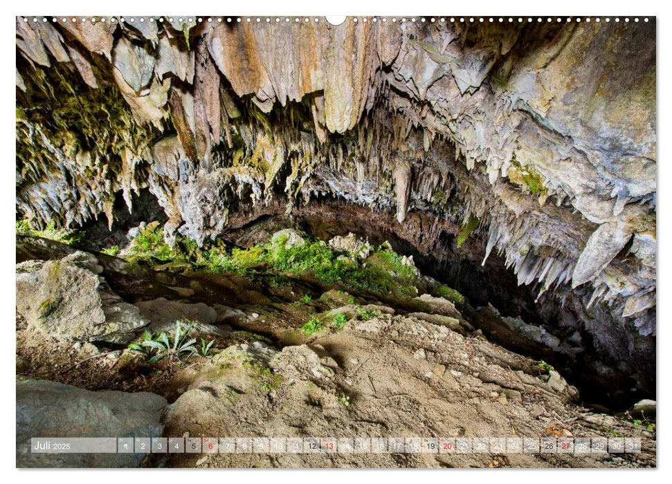 Neuseeland - Wilde Wälder (CALVENDO Premium Wandkalender 2025)