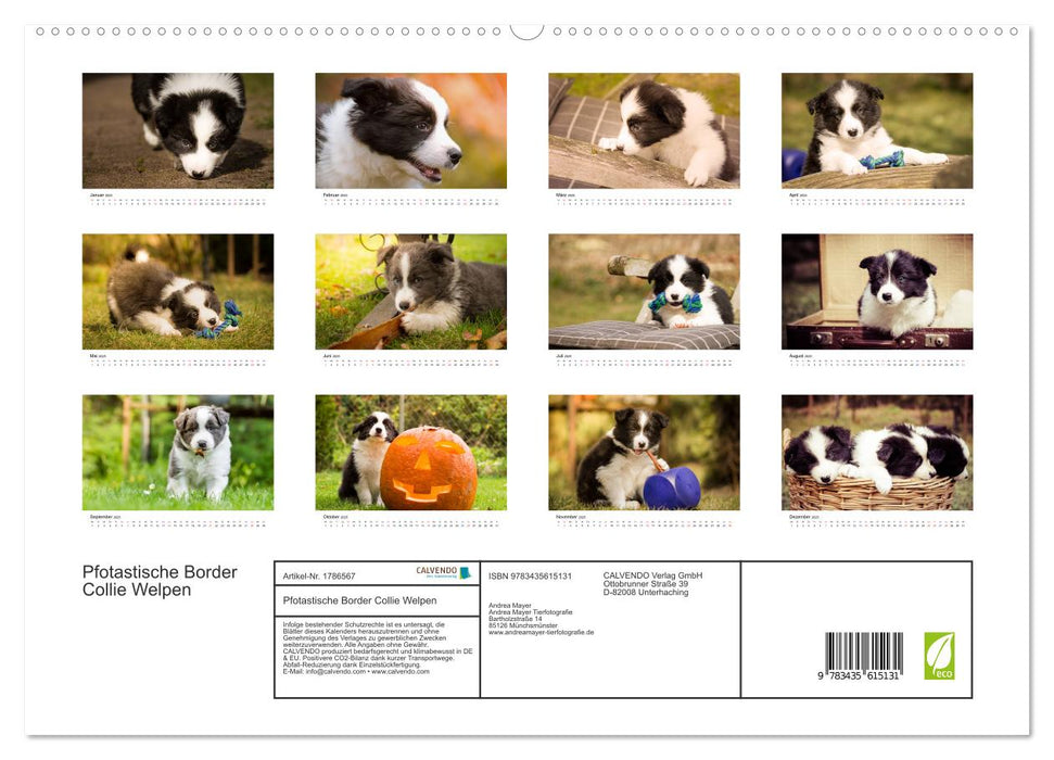 Pfotastische Border Collie Welpen (CALVENDO Premium Wandkalender 2025)