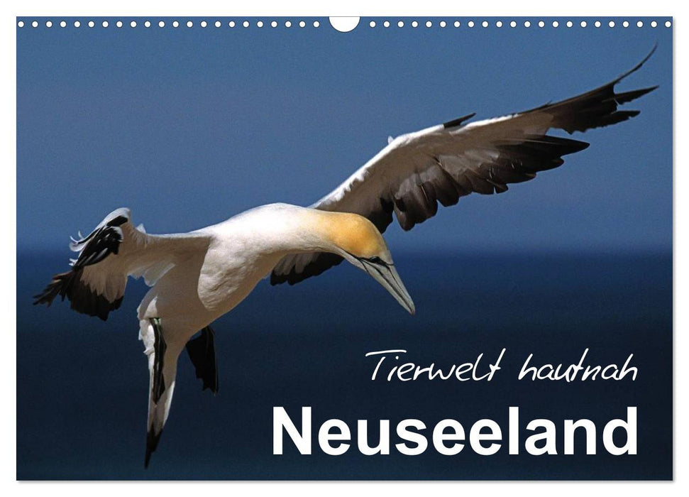 Neuseeland - Tierwelt hautnah (CALVENDO Wandkalender 2025)