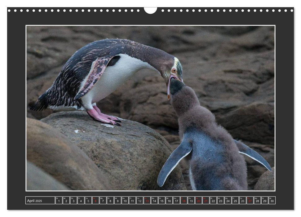 Neuseeland - Tierwelt hautnah (CALVENDO Wandkalender 2025)