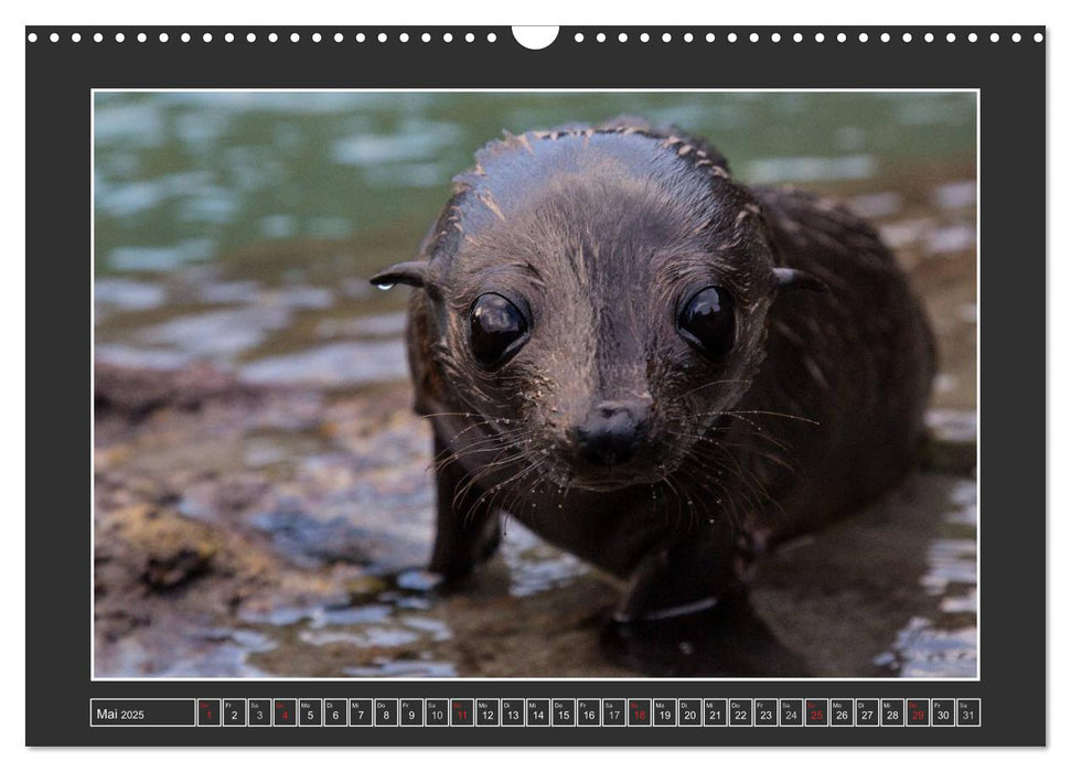 Neuseeland - Tierwelt hautnah (CALVENDO Wandkalender 2025)