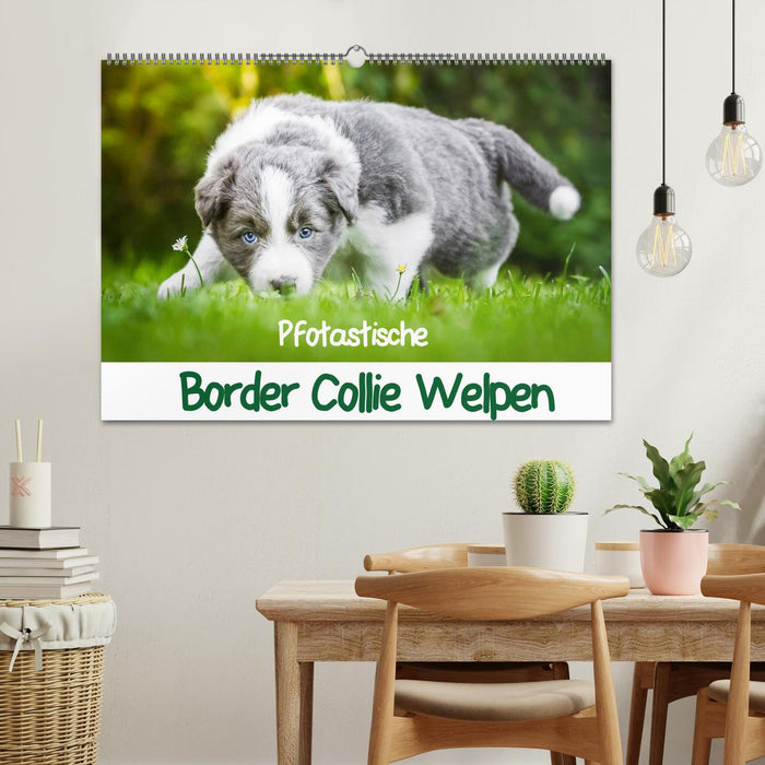 Pfotastische Border Collie Welpen (CALVENDO Wandkalender 2025)