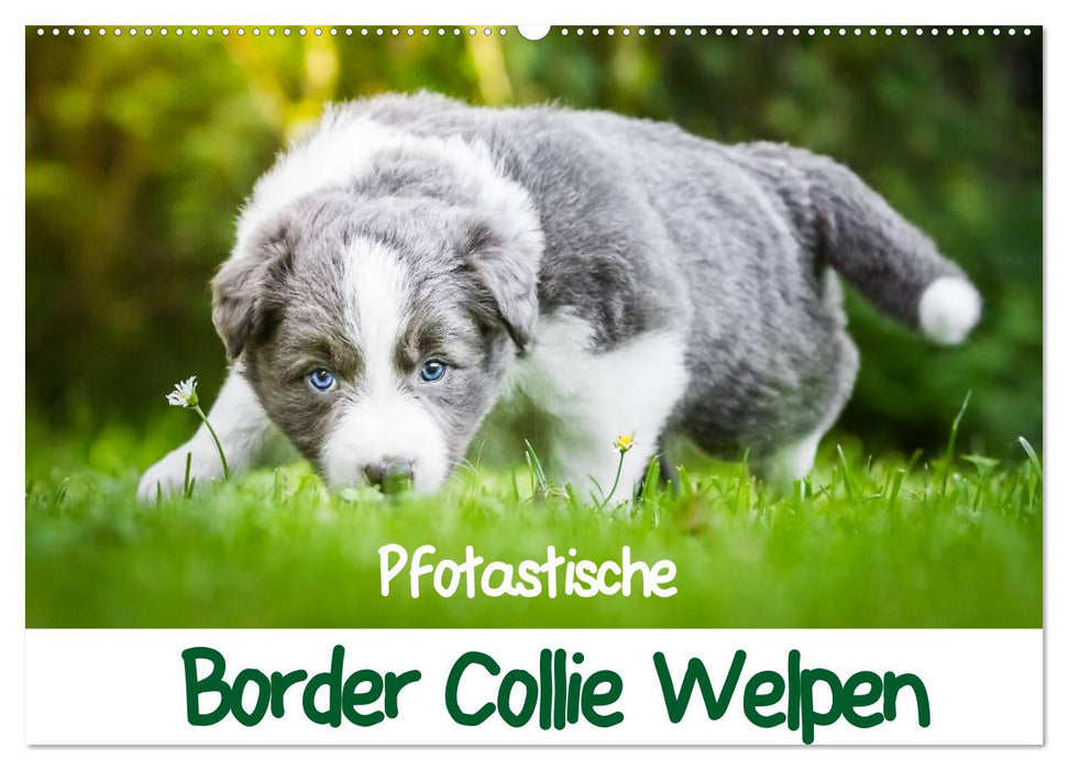 Pfotastische Border Collie Welpen (CALVENDO Wandkalender 2025)