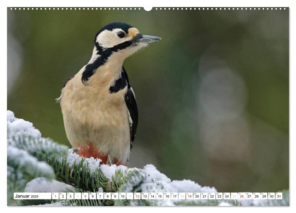 Heimische Gartenvögel (CALVENDO Premium Wandkalender 2025)