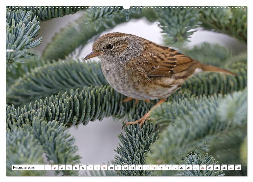 Heimische Gartenvögel (CALVENDO Premium Wandkalender 2025)