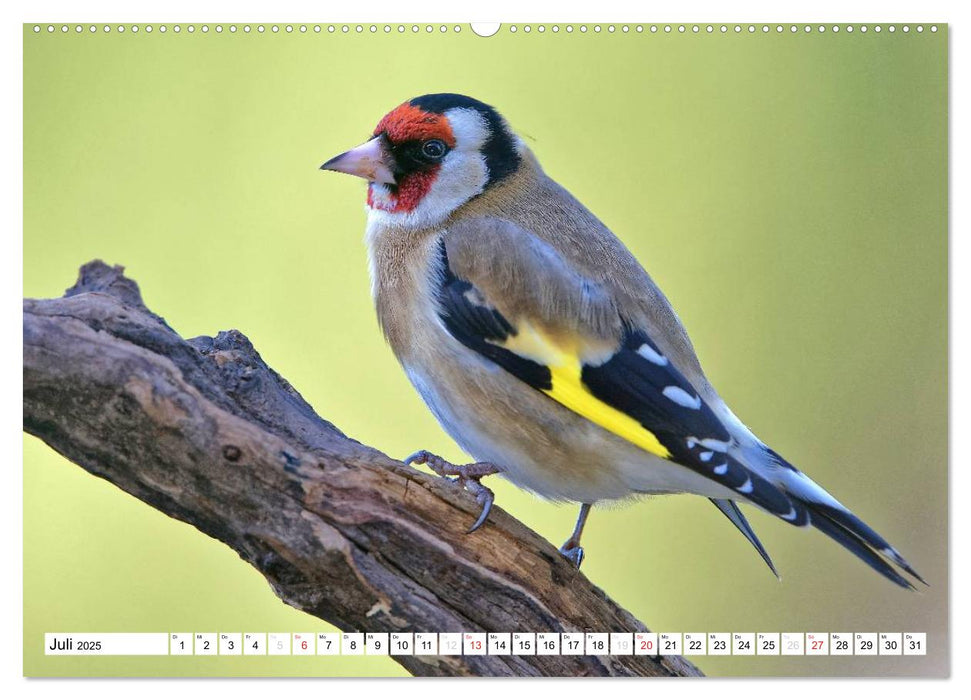 Heimische Gartenvögel (CALVENDO Premium Wandkalender 2025)